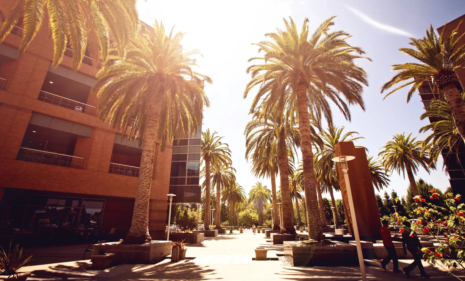 A sunlit paved plaza lined with tall palm trees between modern multi-story buildings.