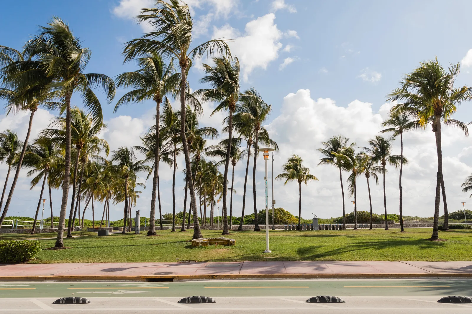 Palm trees lining a green park space and roadway along a coast.