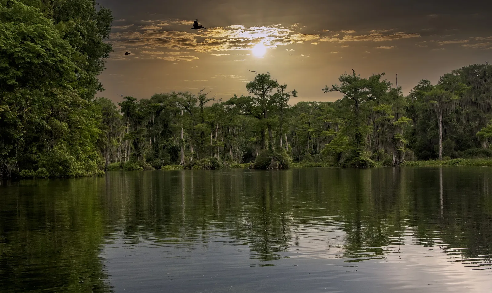 Birds fly over a tranquil wetland surrounded by cypress trees under a golden evening sky.